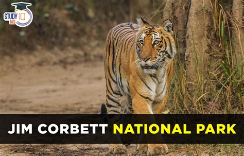 orbit national park|Website of Jim Corbett National Park .